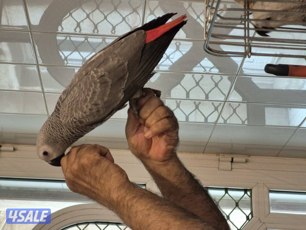 كاسكو هولندي2