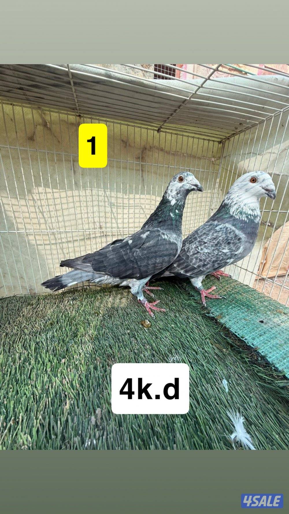 أزواج زواجل1