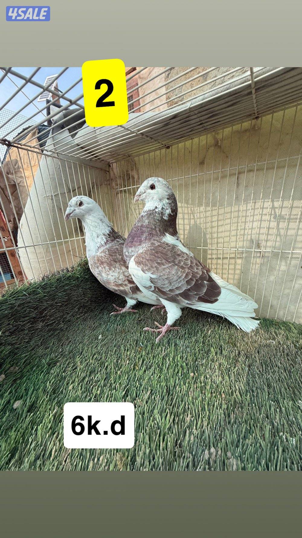 أزواج زواجل2