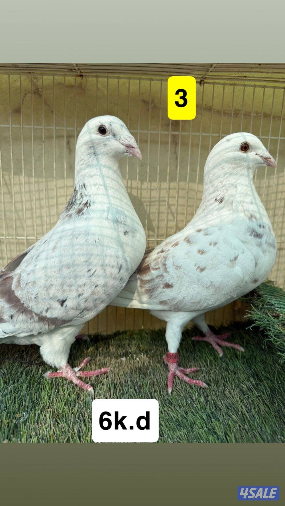 أزواج زواجل3