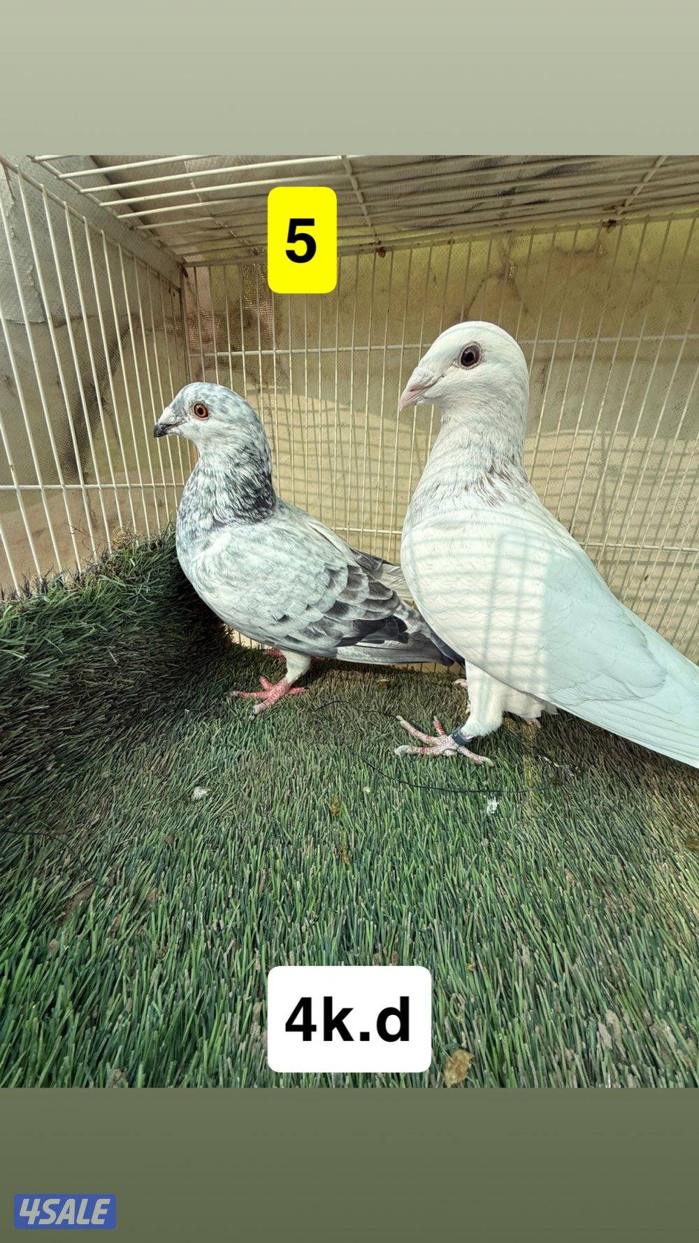 أزواج زواجل4