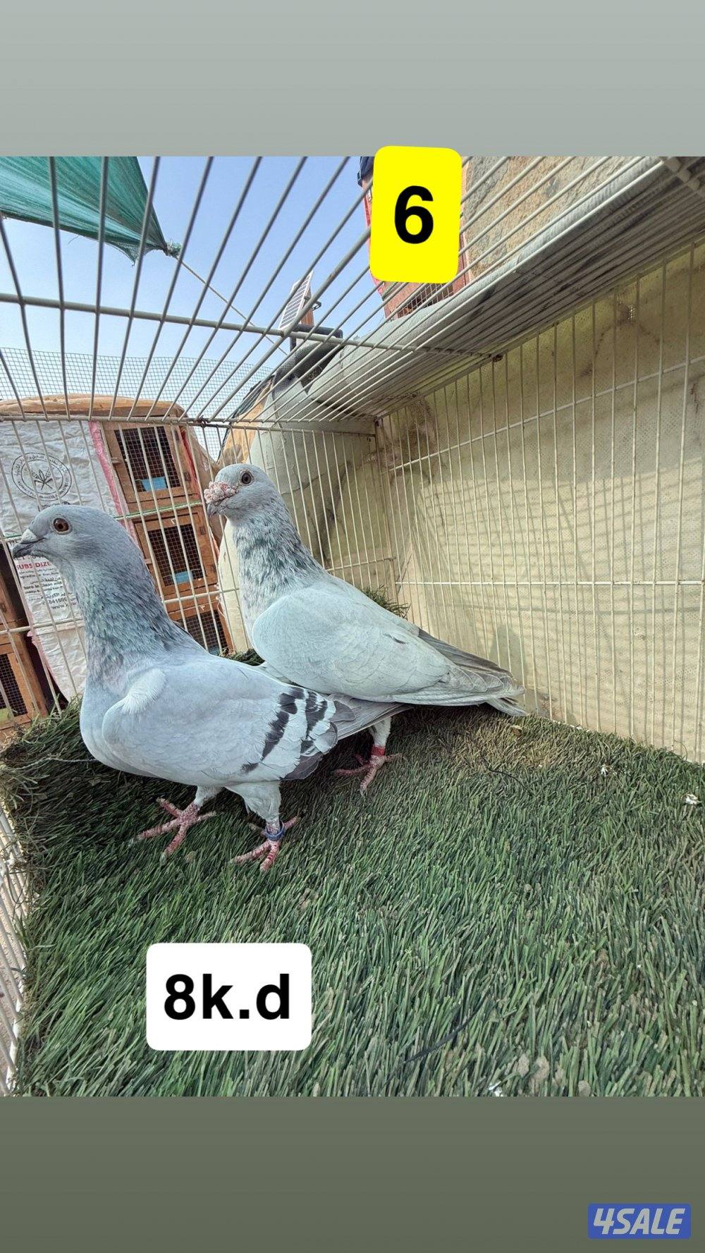 أزواج زواجل5