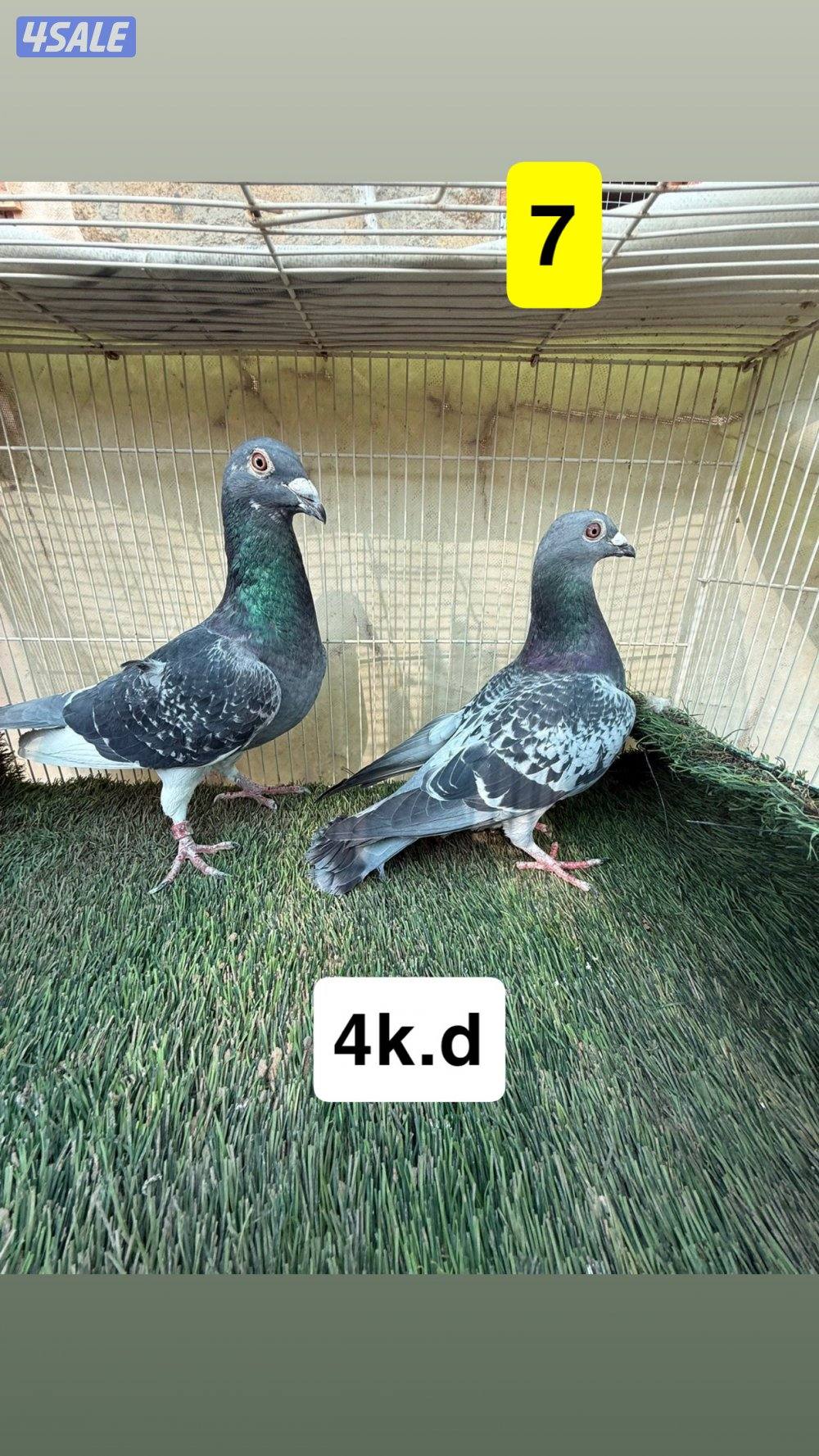 أزواج زواجل6