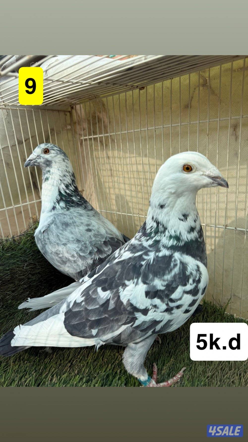 أزواج زواجل7