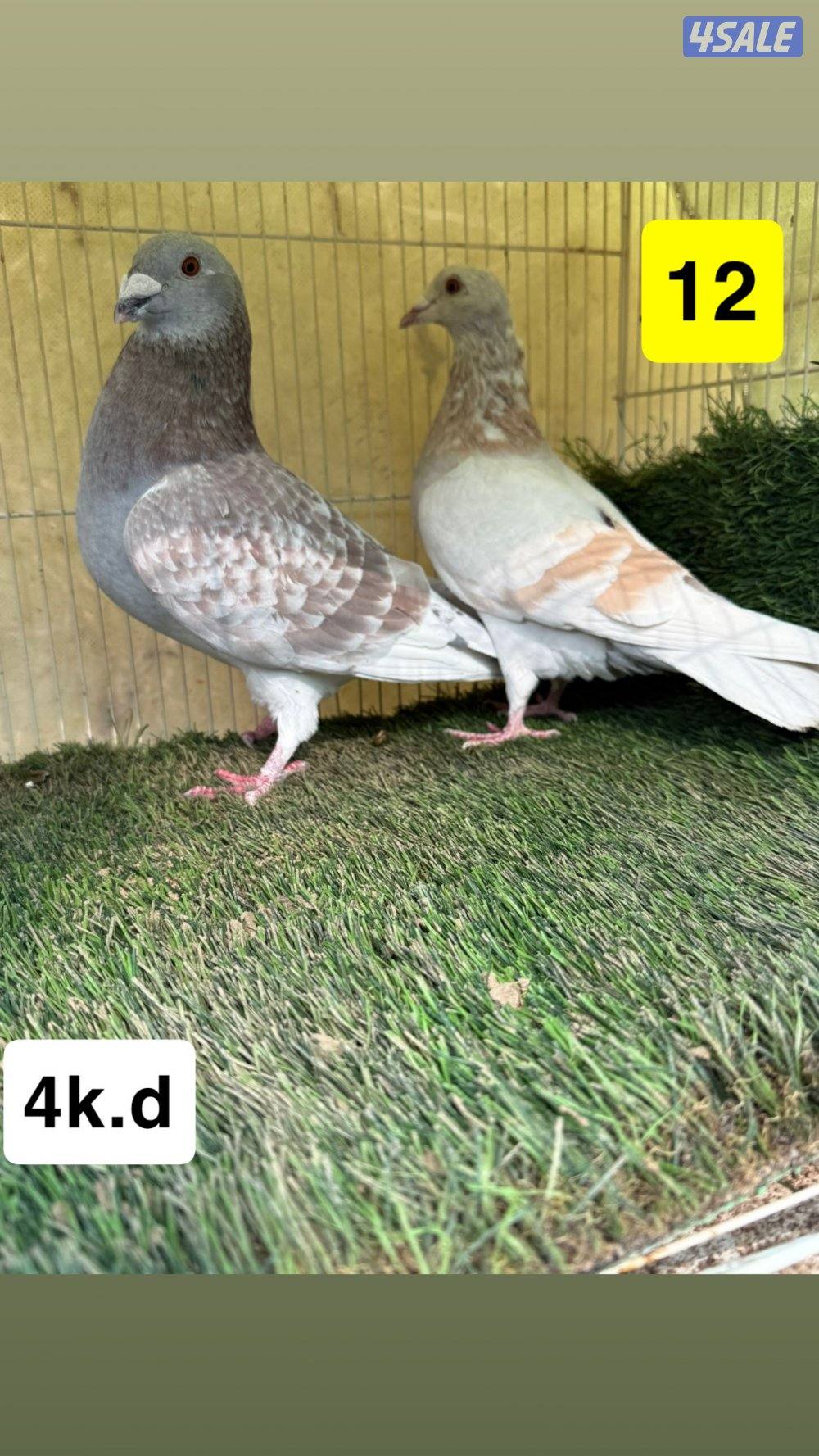 أزواج زواجل8