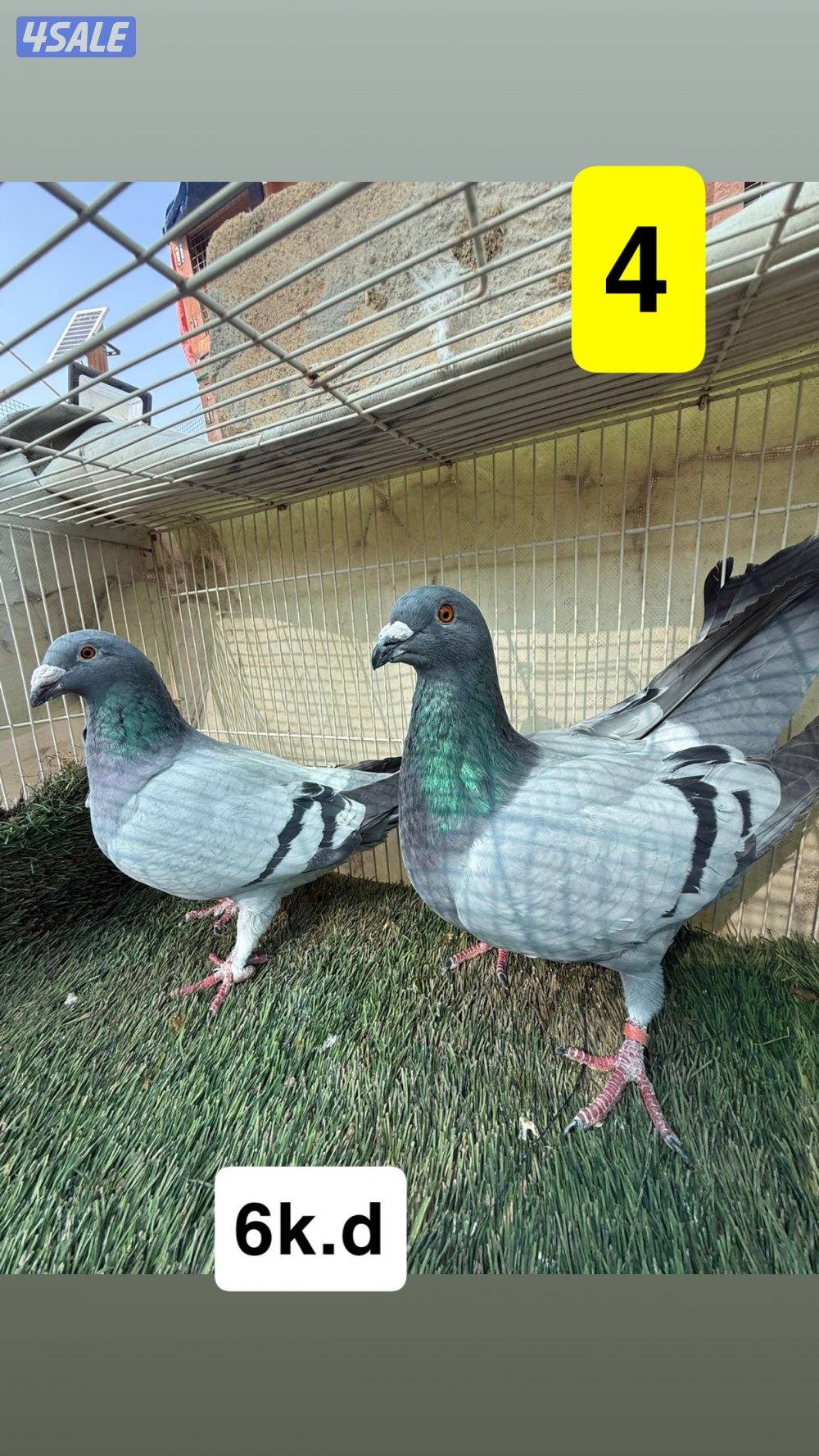 أزواج زواجل9