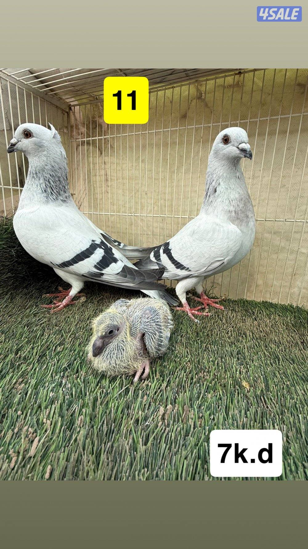 أزواج زواجل10