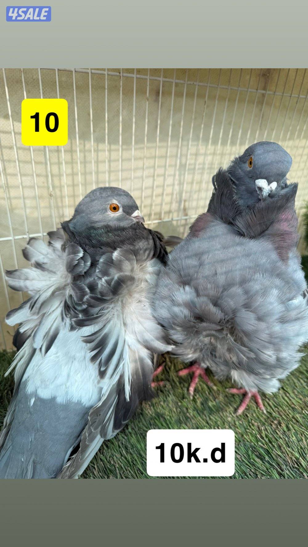 أزواج زواجل11