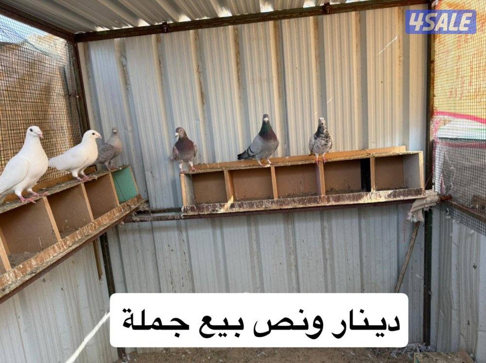 أزواج زواجل12