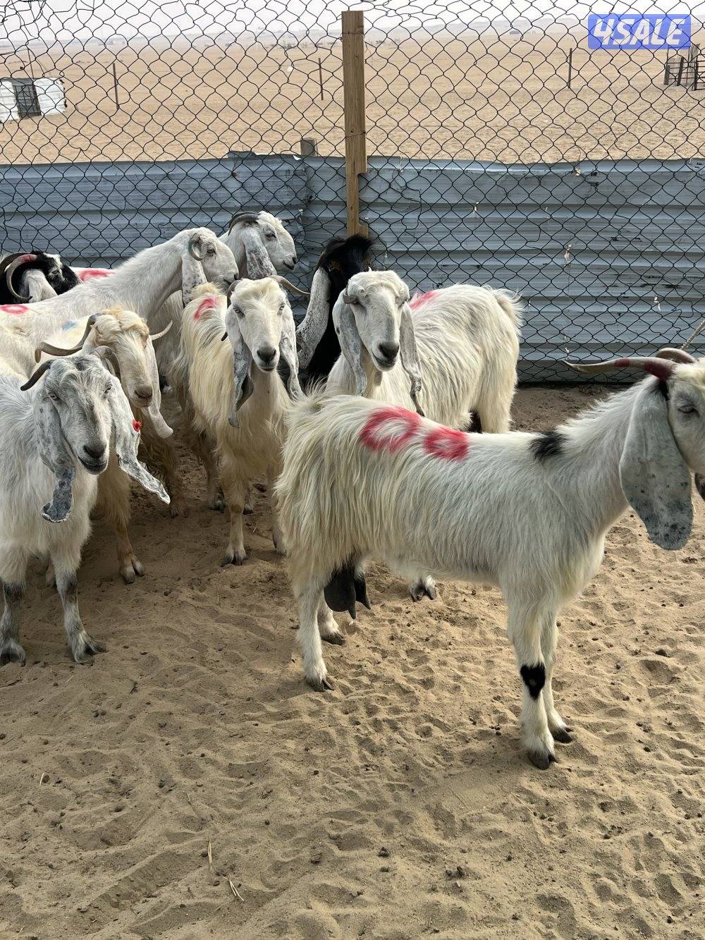 العدد 10 كلها سونار0