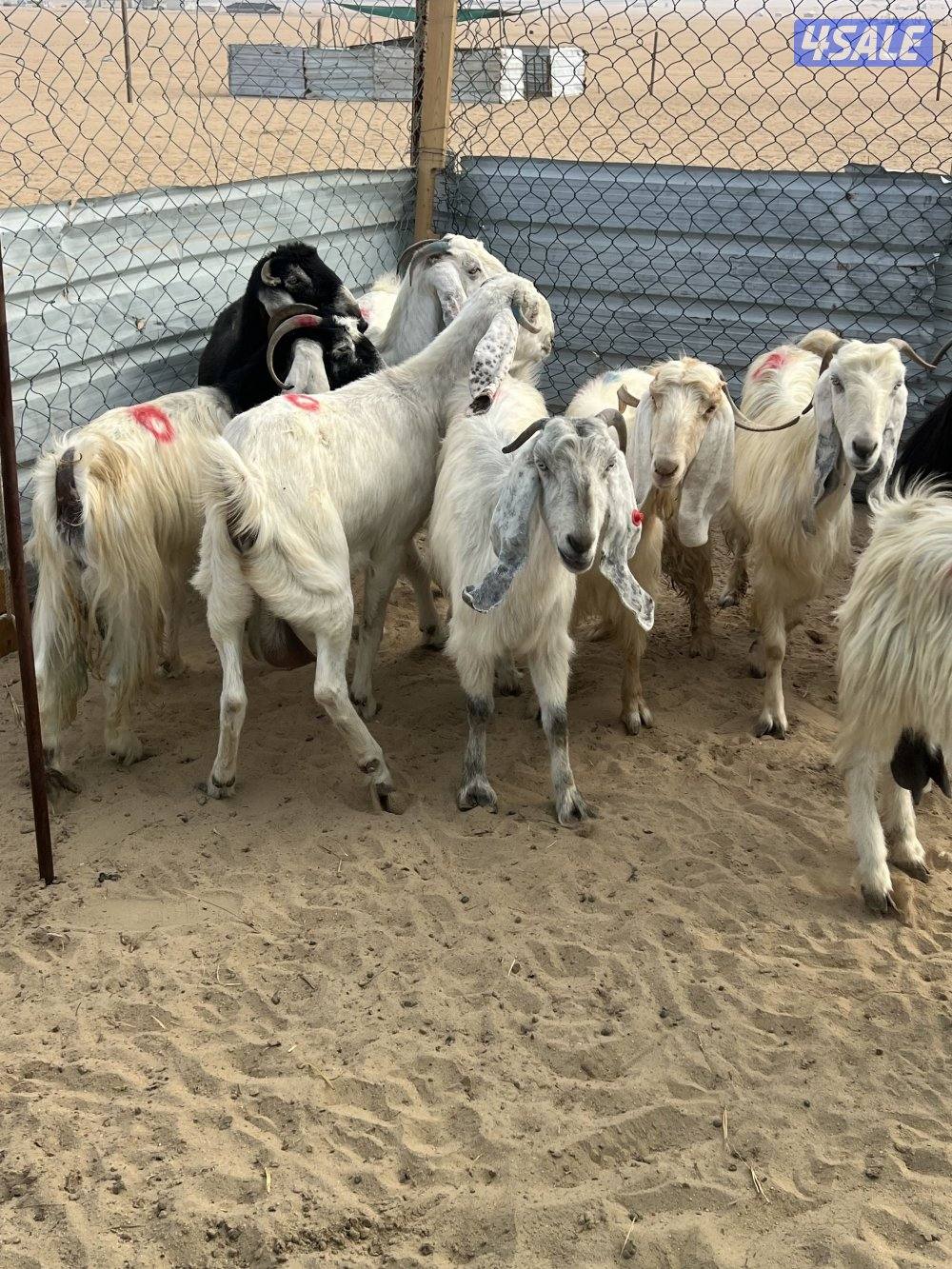 العدد 10 كلها سونار1