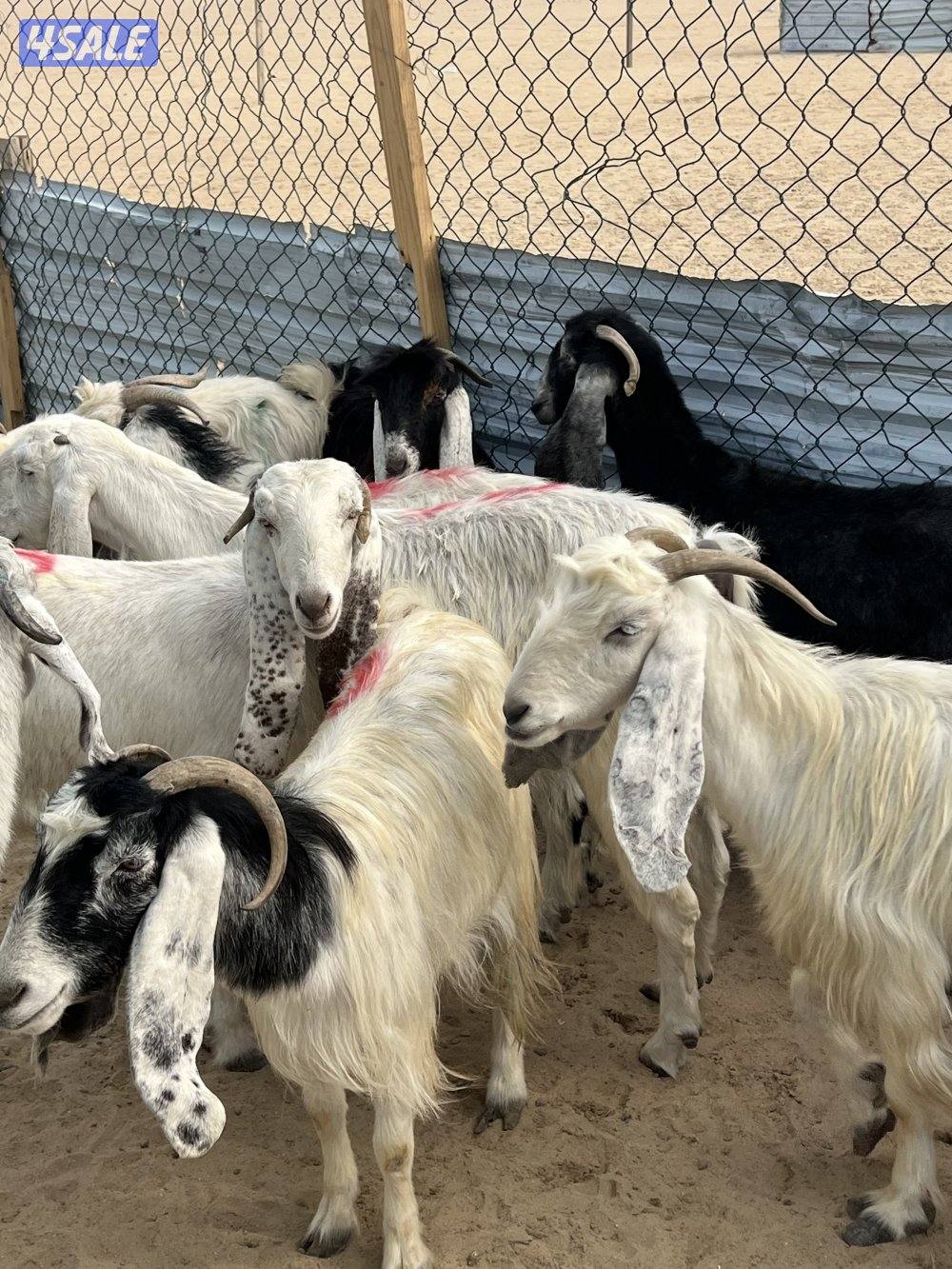 العدد 10 كلها سونار2