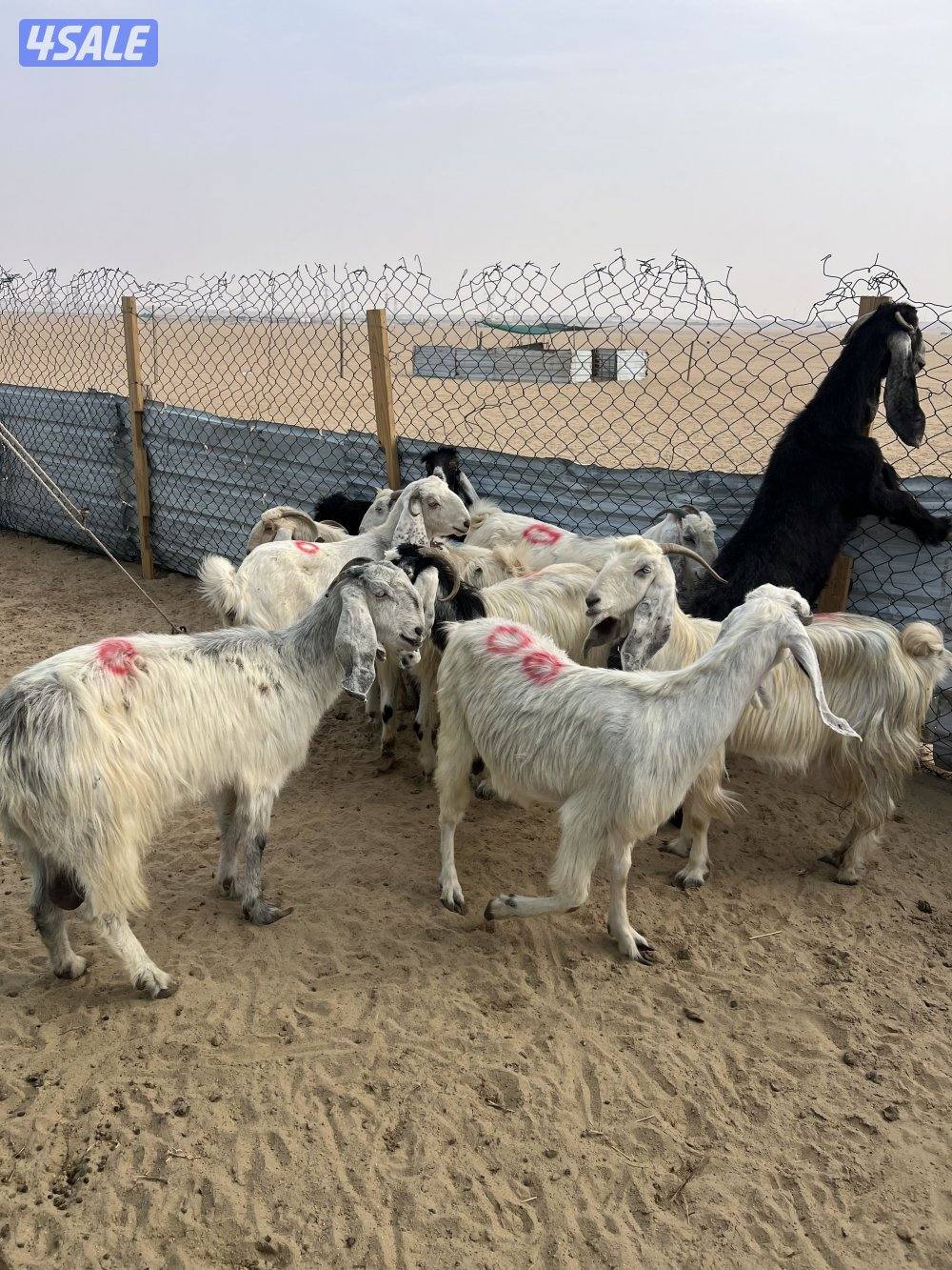 العدد 10 كلها سونار3