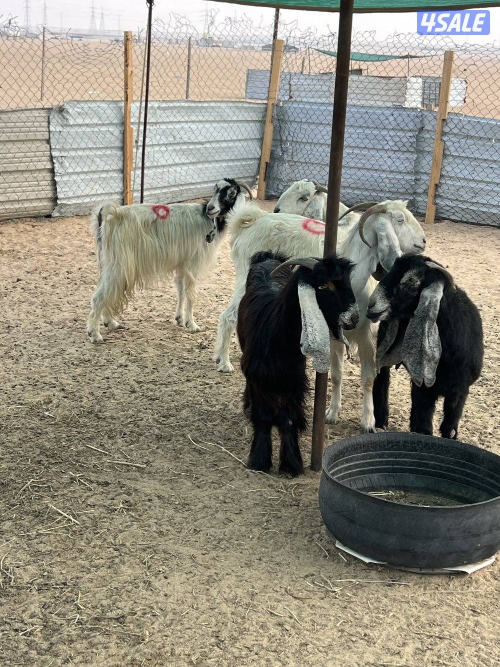 العدد 10 كلها سونار4