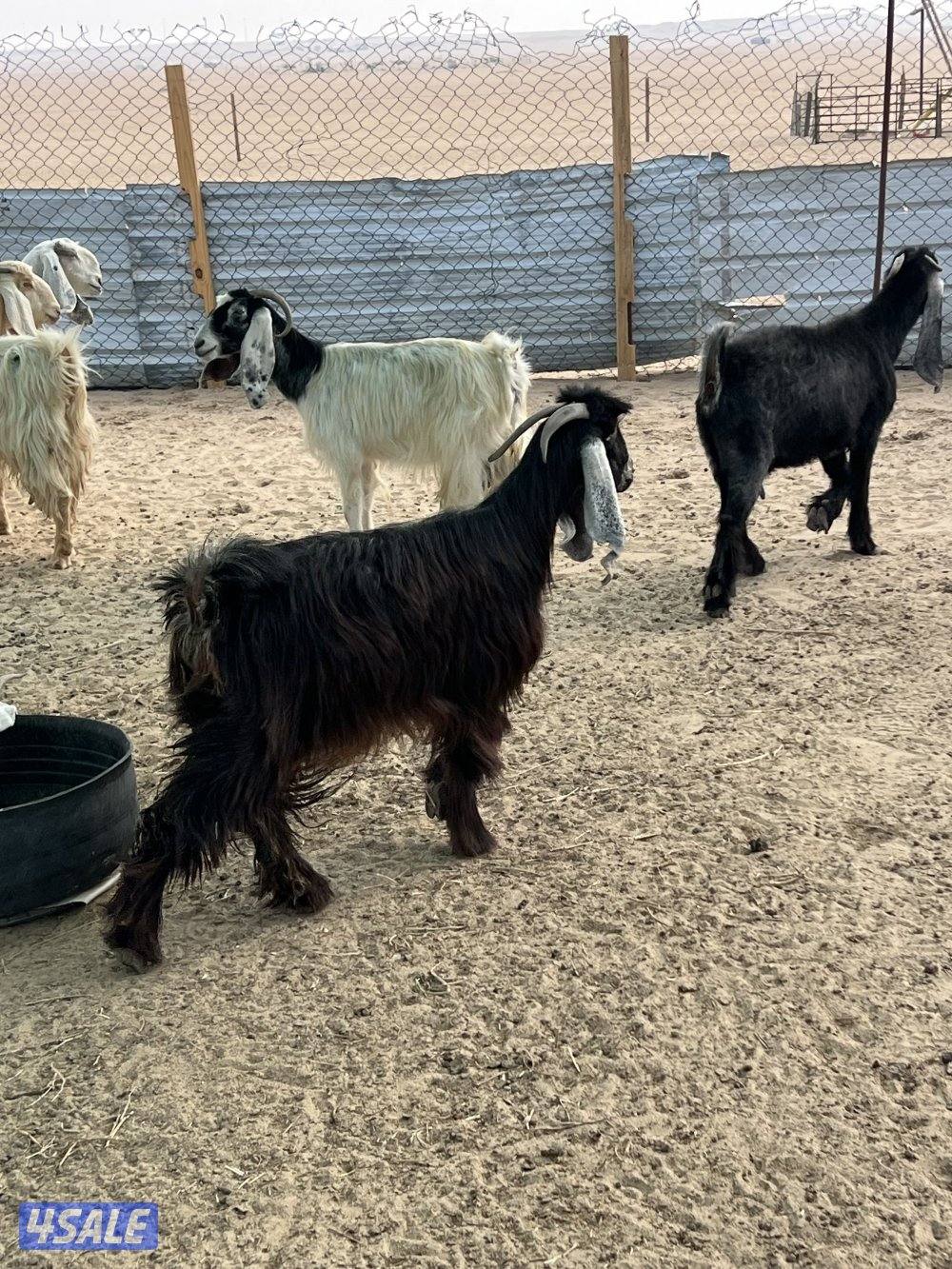 العدد 10 كلها سونار5