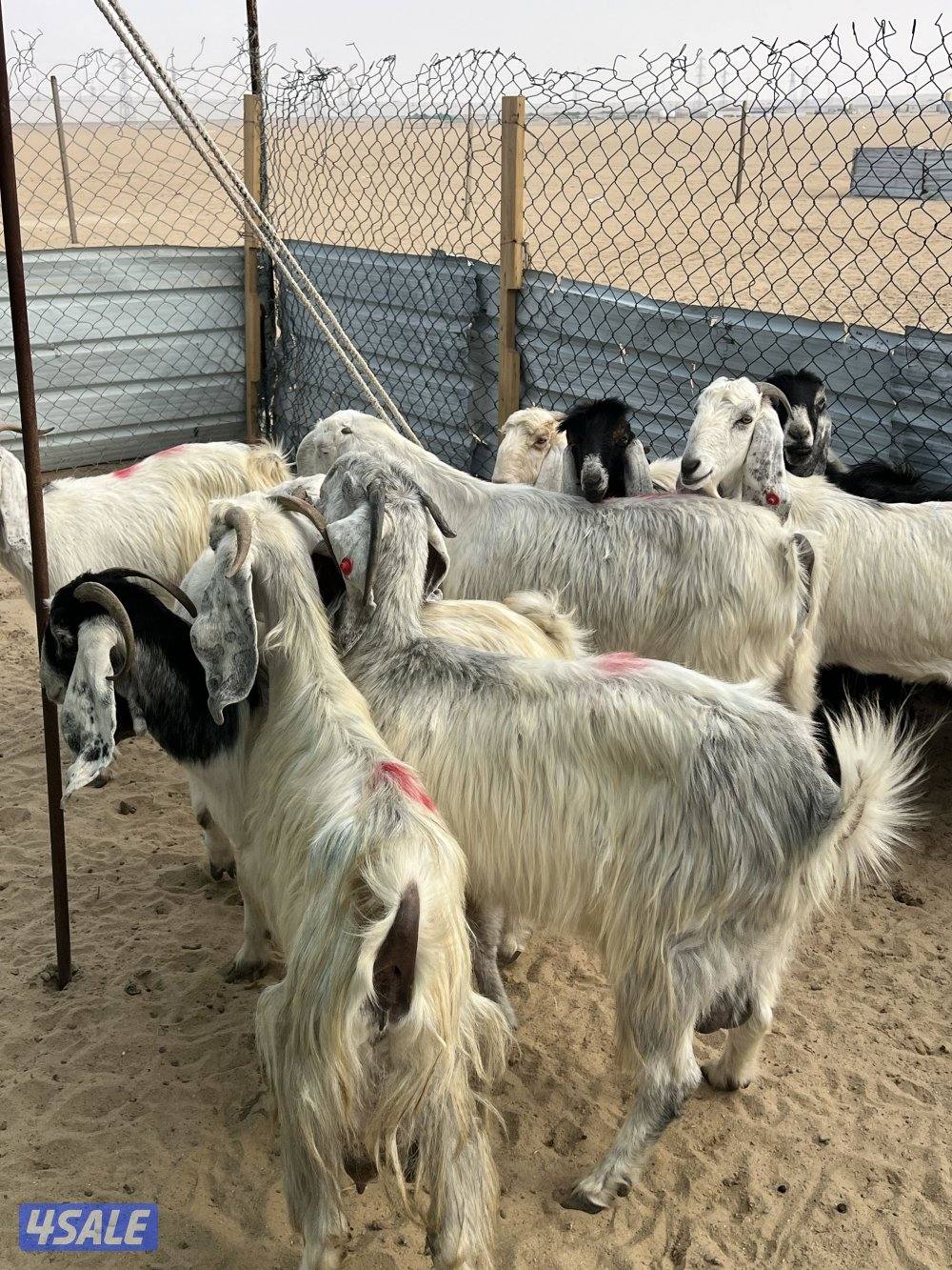 العدد 10 كلها سونار6