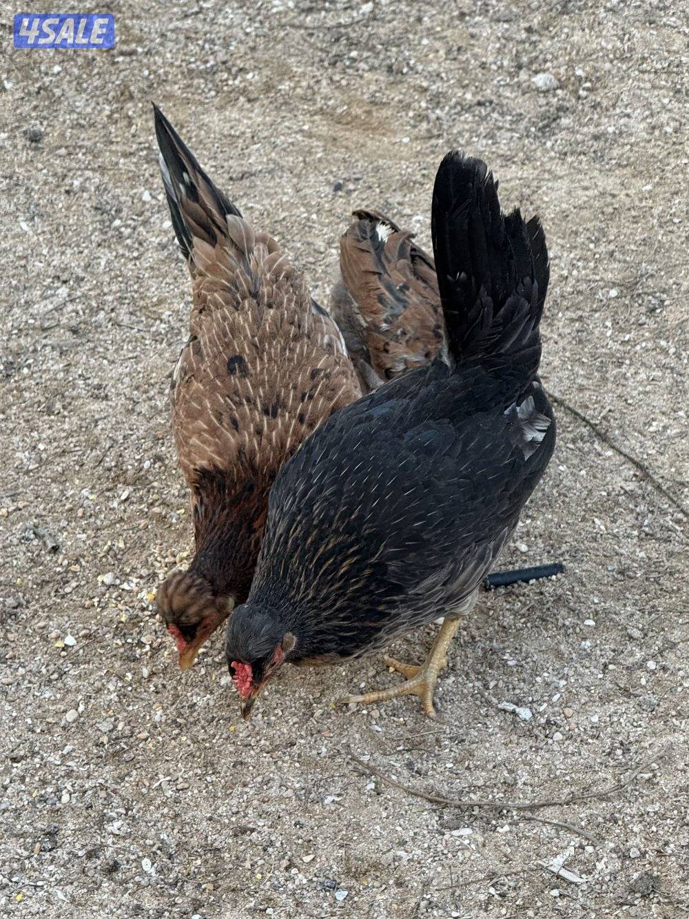 للبيع دجاج عربي قديم ترثه0