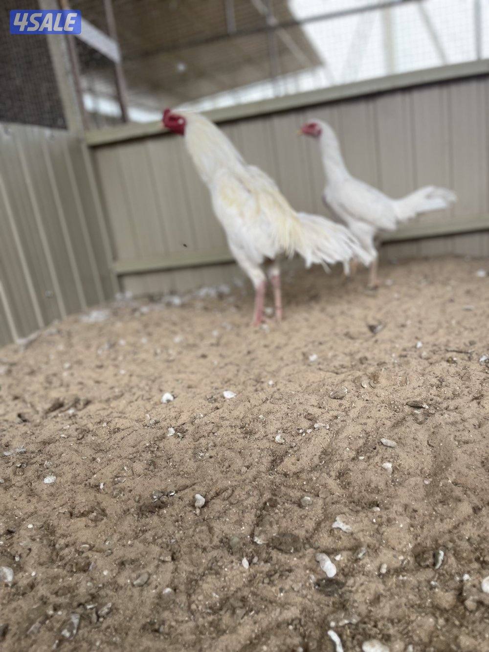 تايلندي رفيع مستوي فاخر1