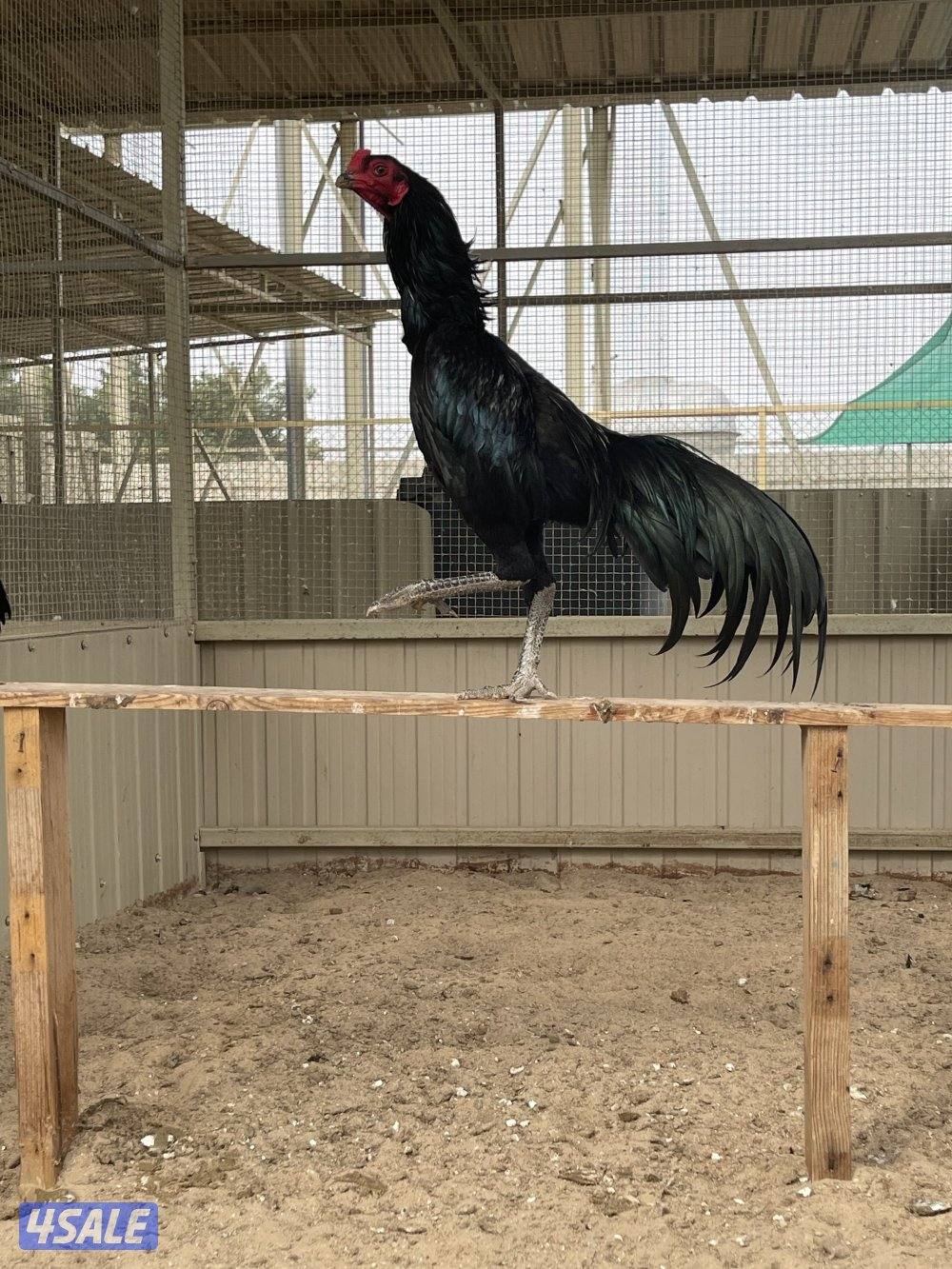 تايلندي رفيع مستوي فاخر2