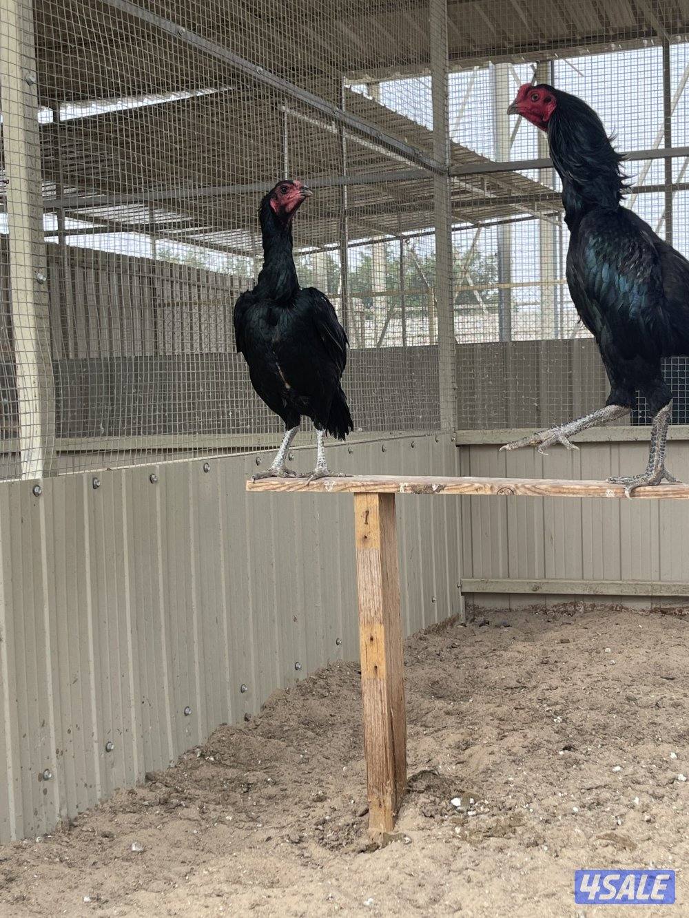 تايلندي رفيع مستوي فاخر3