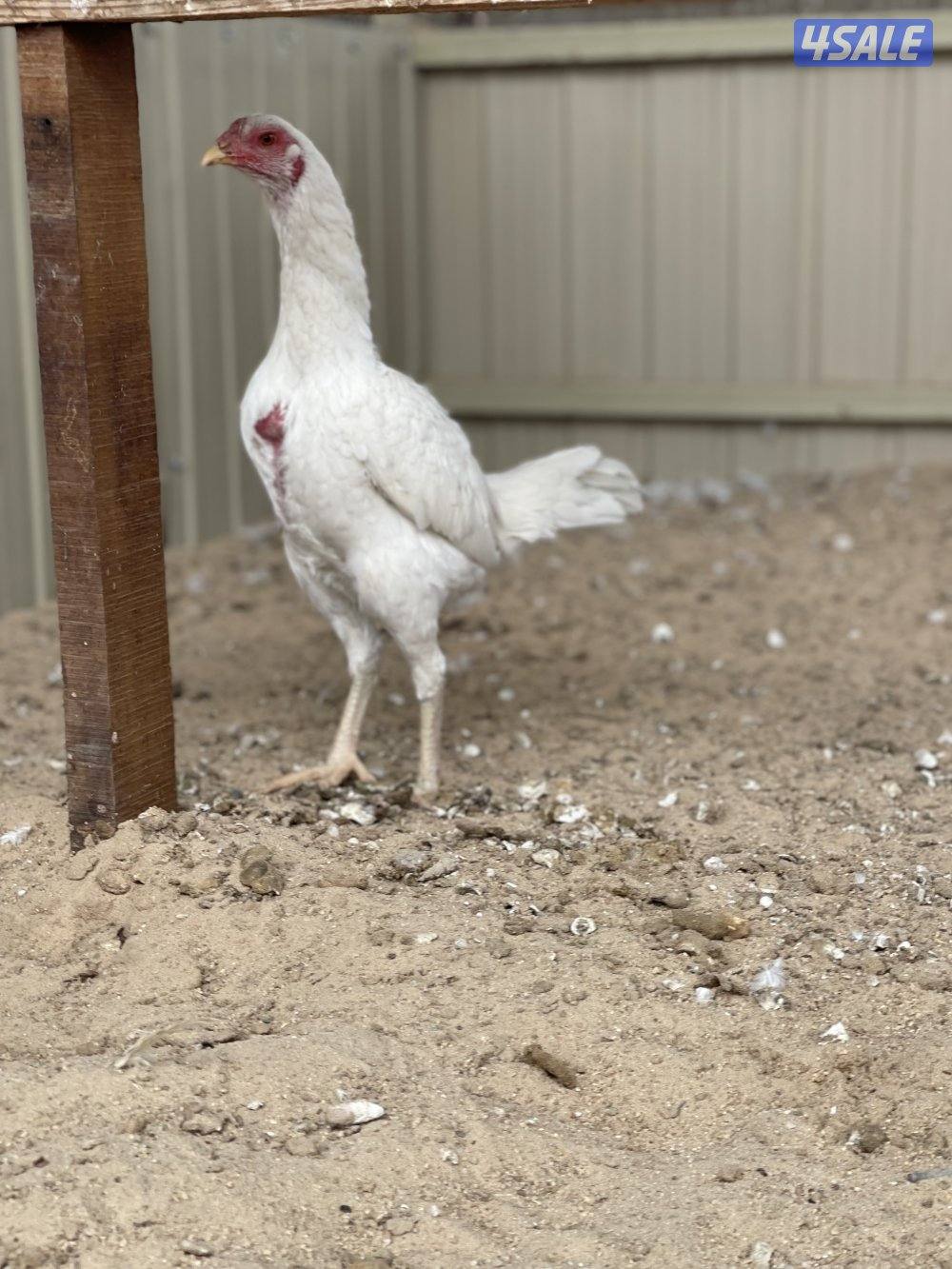 تايلندي رفيع مستوي فاخر4