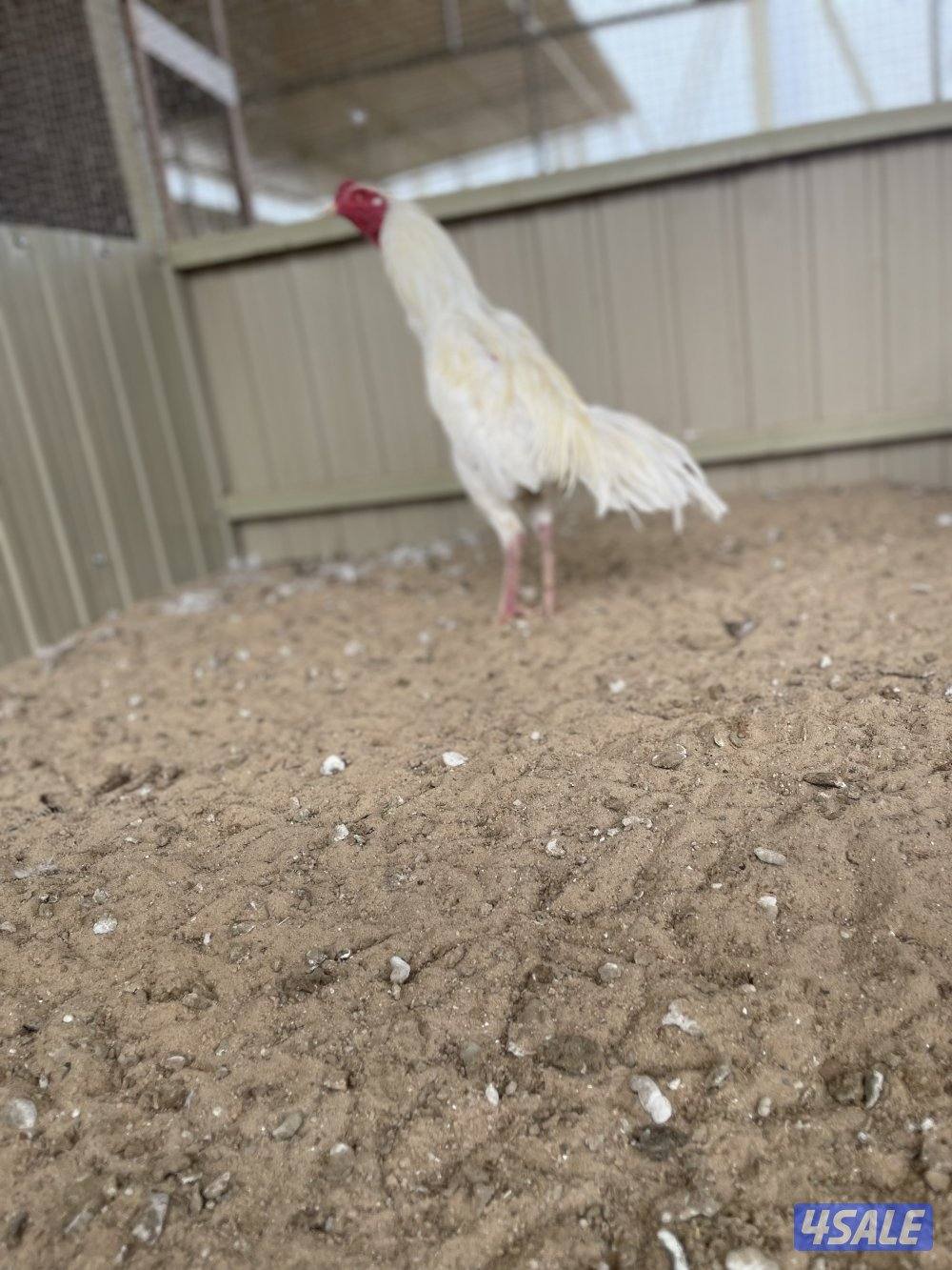 تايلندي رفيع مستوي فاخر5