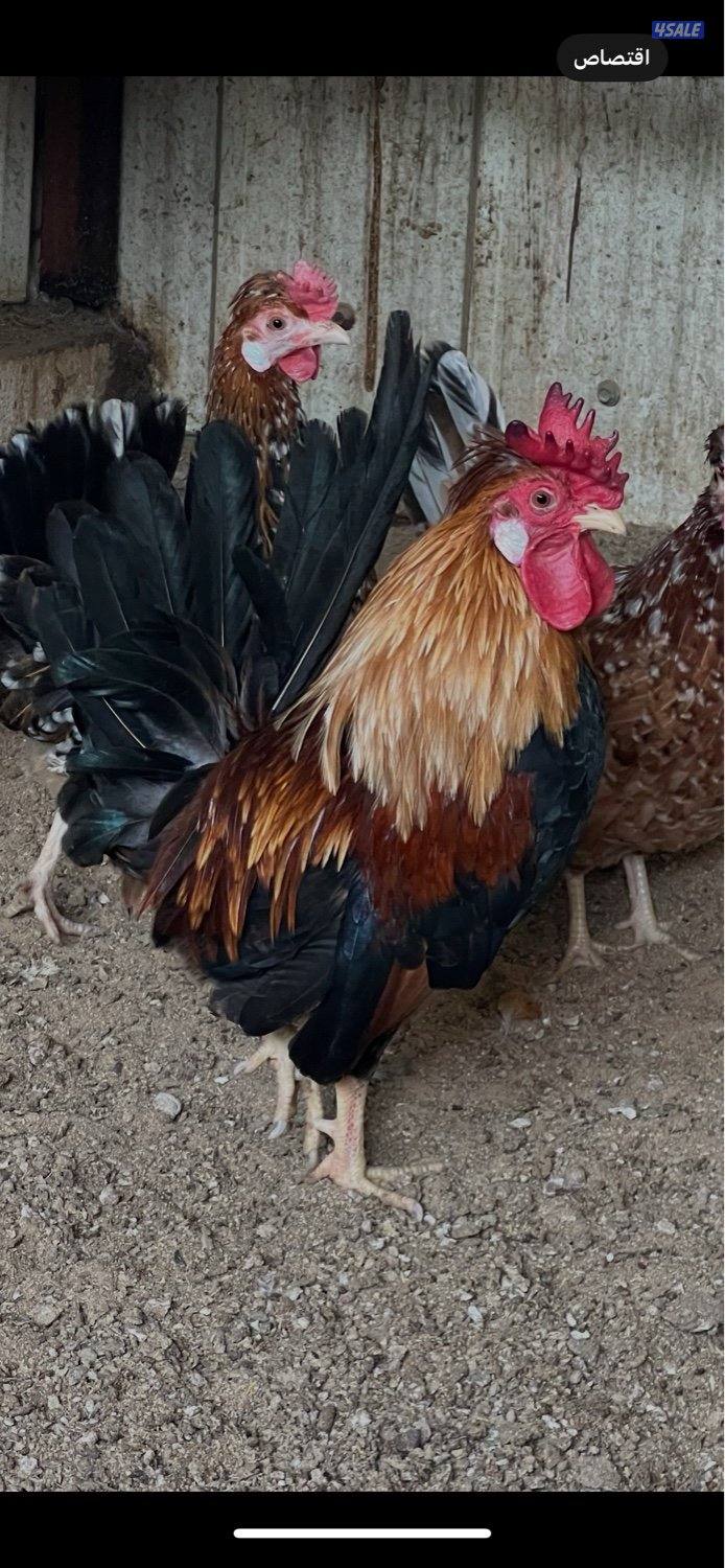 دجاج عربي قديم(ترثه) فاخر جدا0