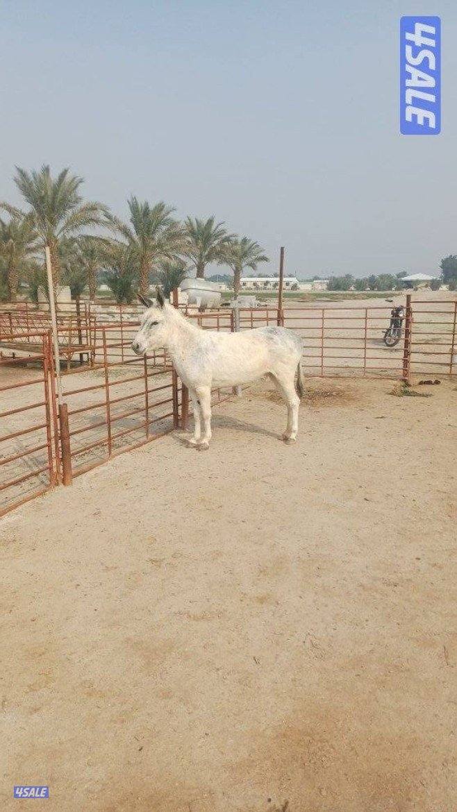 للبيع حمارتين اناث شبب أجلكم الله0