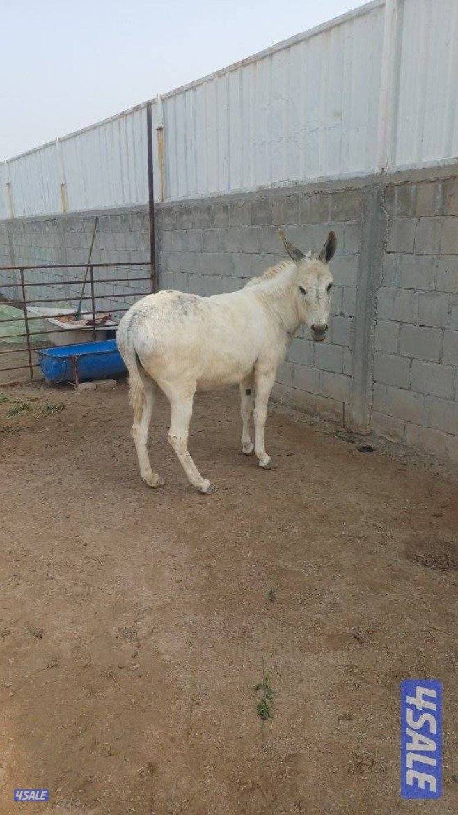 للبيع حمارتين اناث شبب أجلكم الله1