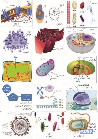 مدرس أحياء0