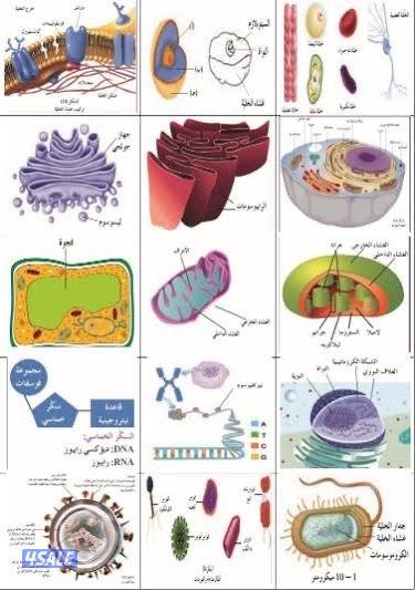 مدرس أحياء للعاشر0