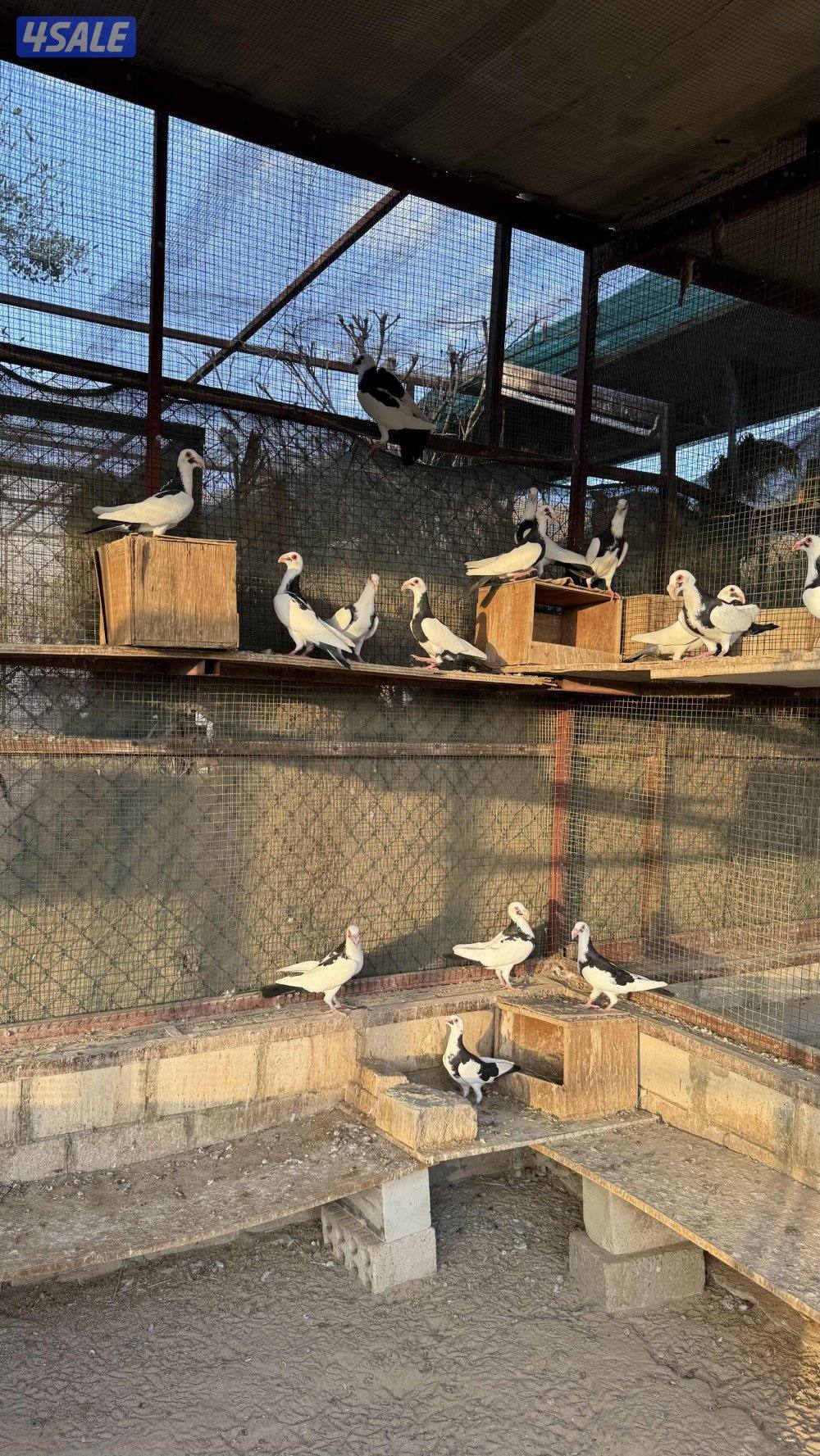 بومنجل اسكندرون چبره كامله0