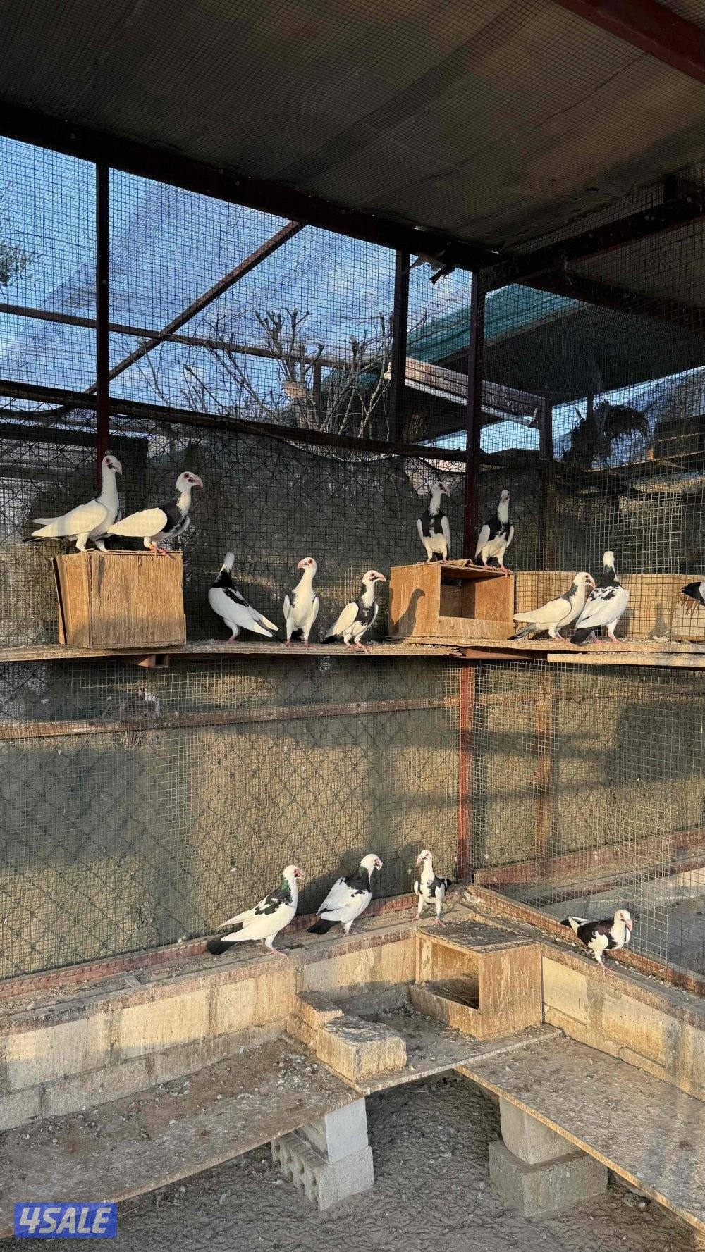 بومنجل اسكندرون چبره كامله1