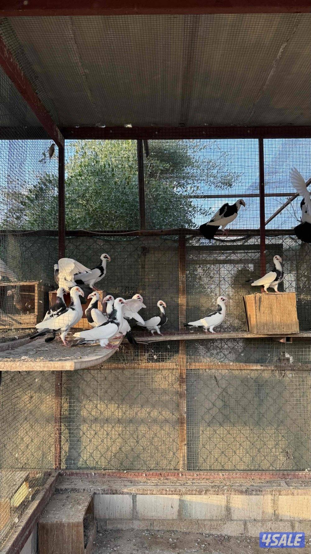 بومنجل اسكندرون چبره كامله2