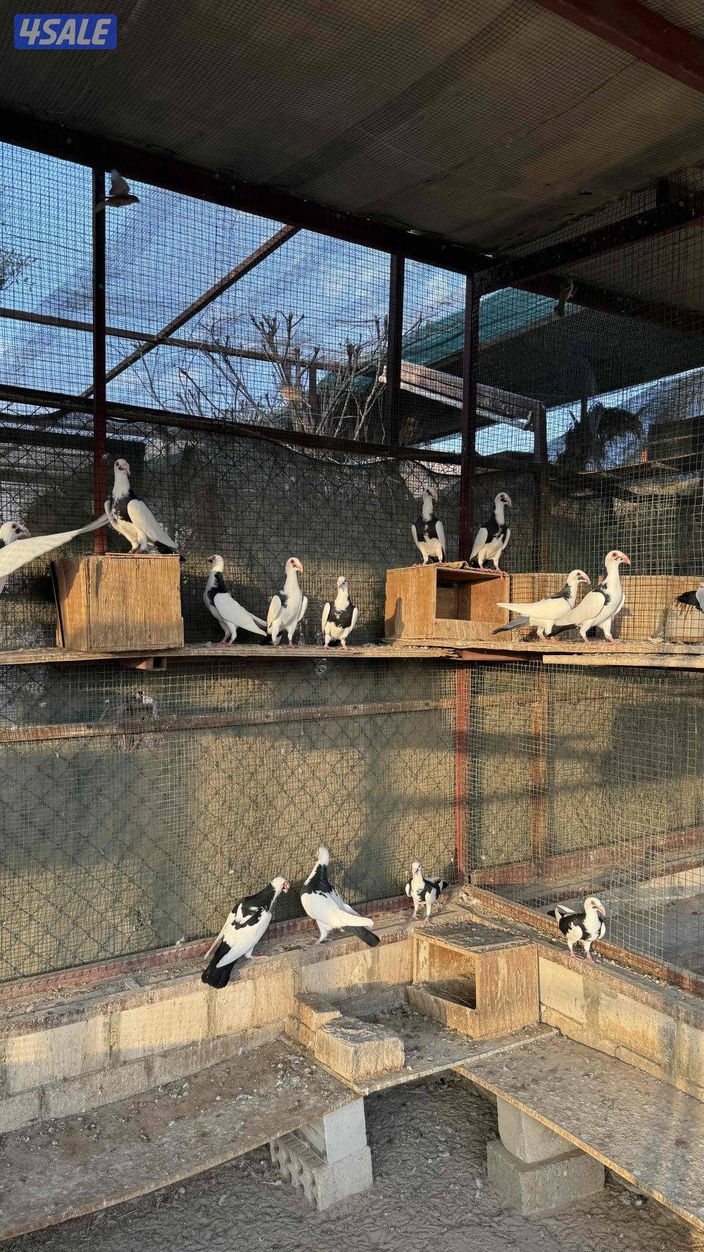 بومنجل اسكندرون چبره كامله3