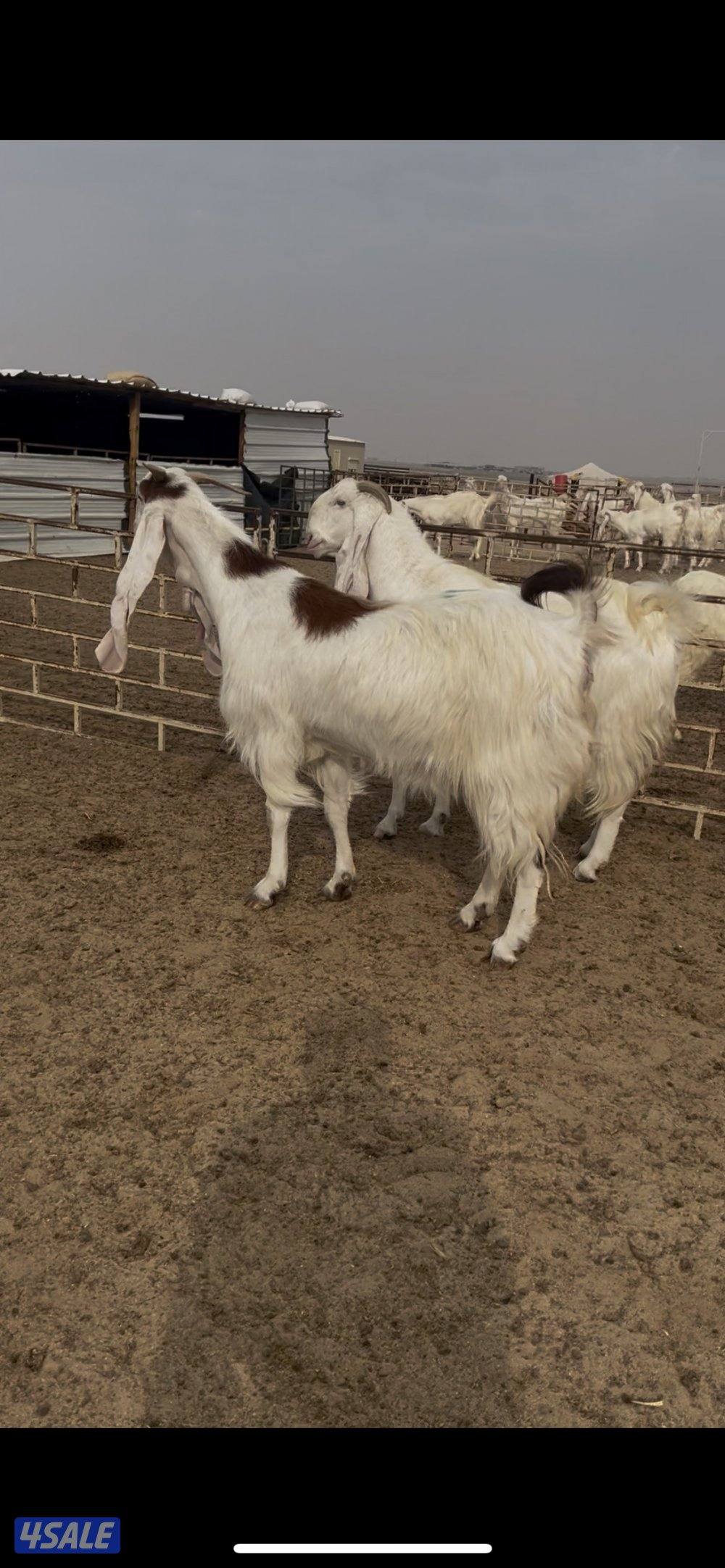 الوفره طريق ٦٠٠ بالبر0