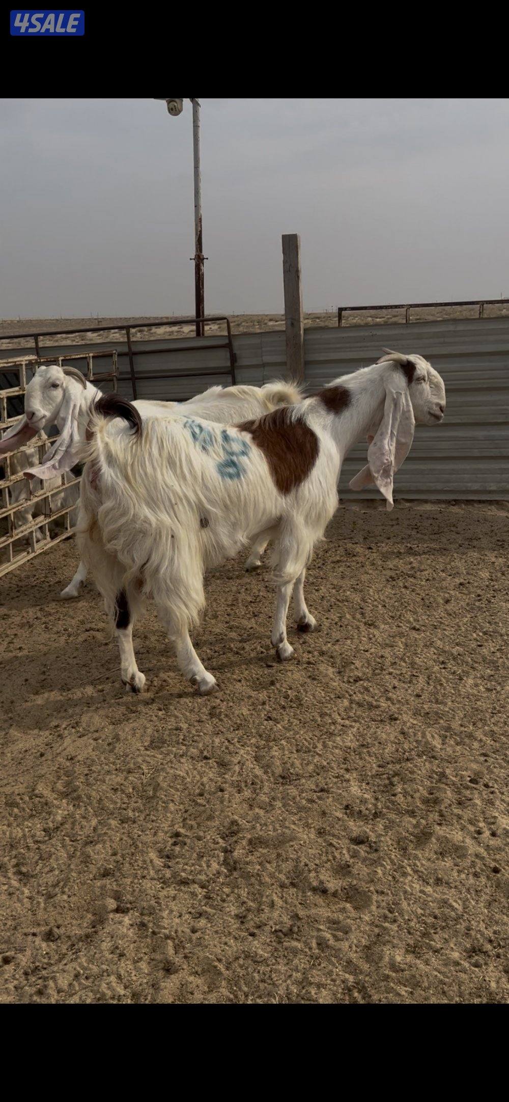 الوفره طريق ٦٠٠ بالبر1