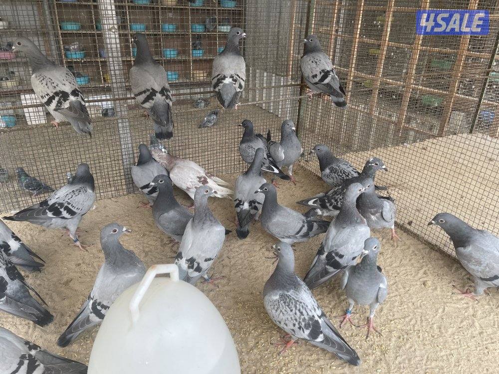 للبيع طبات زاجل سباق0