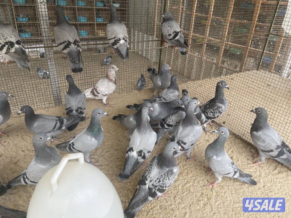 للبيع طبات زاجل سباق1