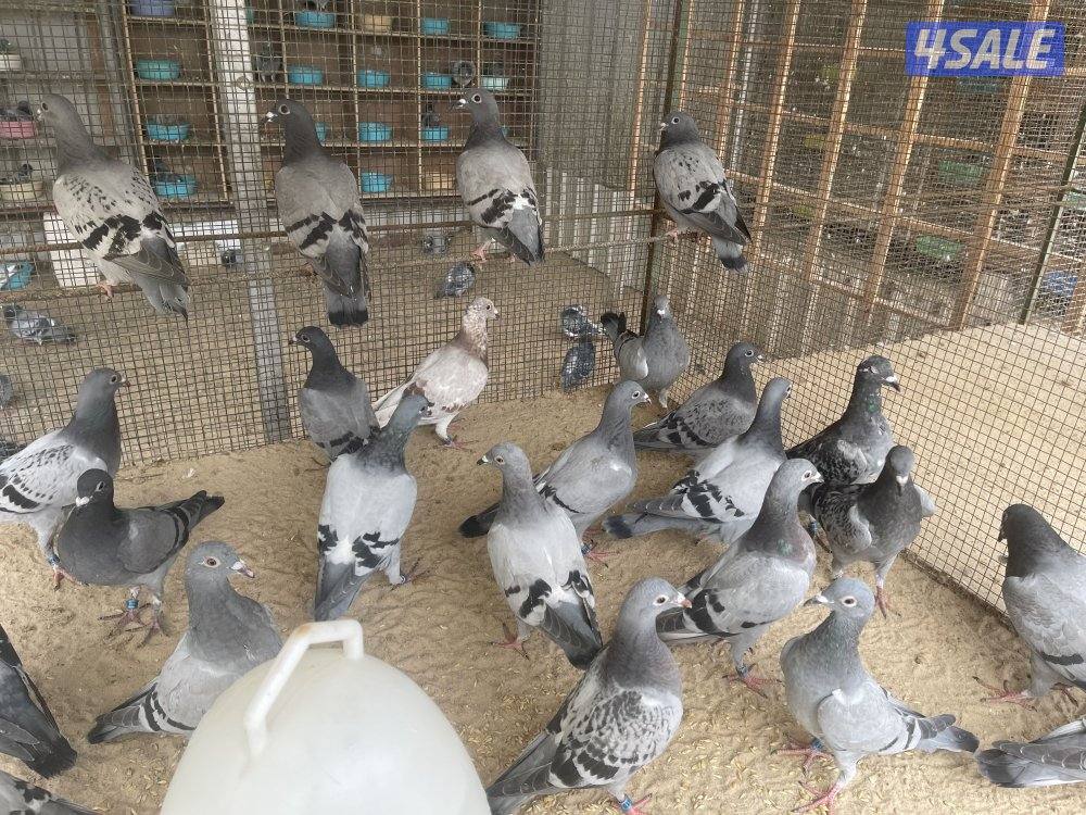 للبيع طبات زاجل سباق2