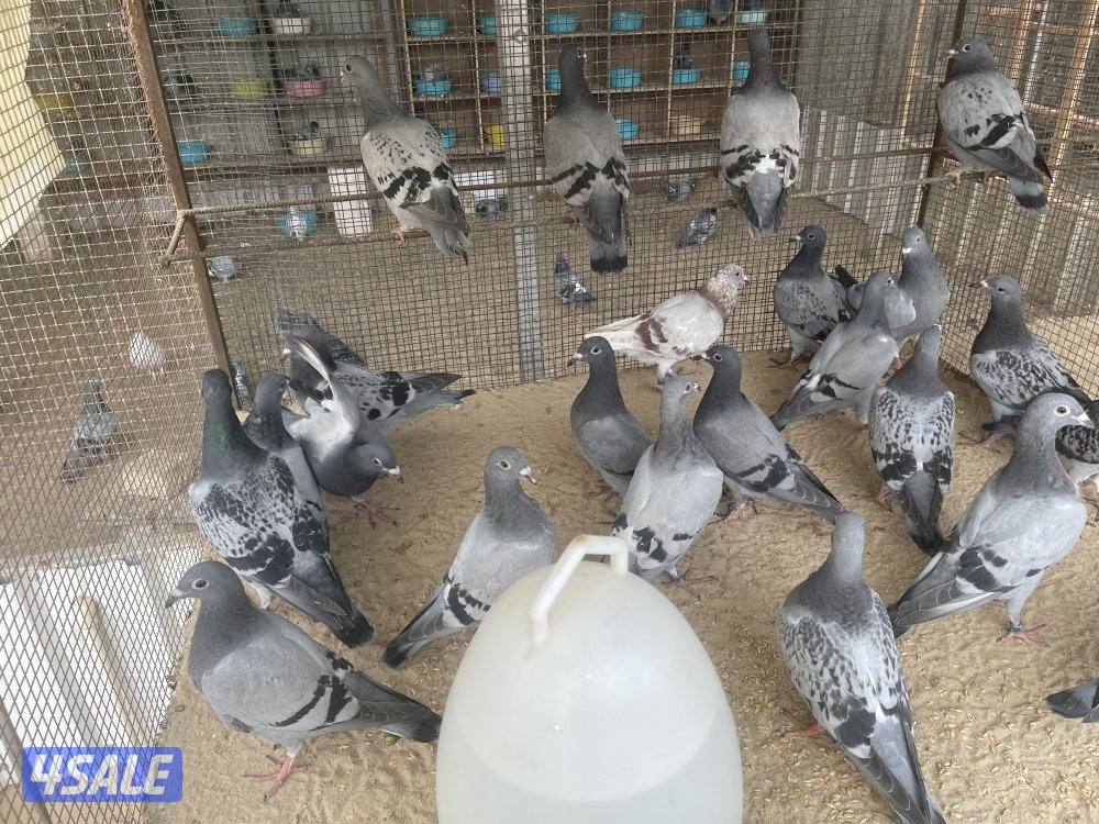 للبيع طبات زاجل سباق3