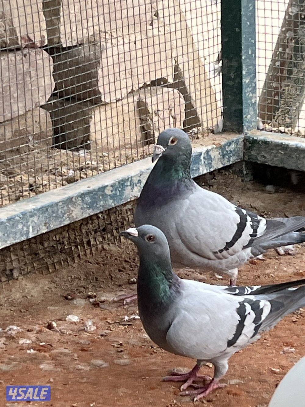 للبيع جبر زاجل1