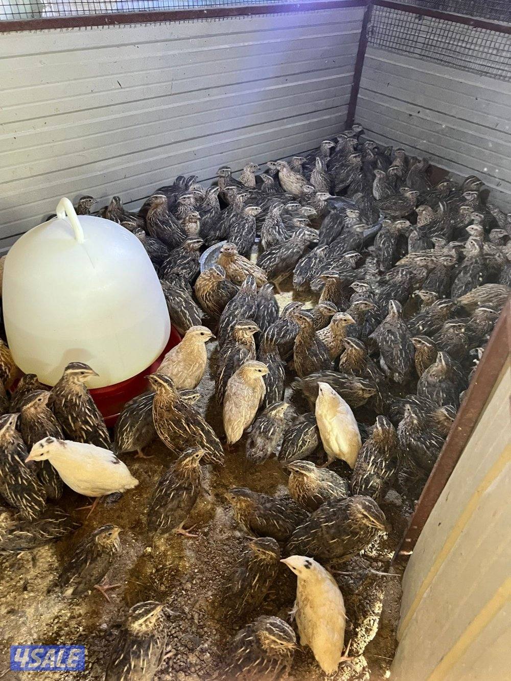 فري وصيصان عربي قديم0