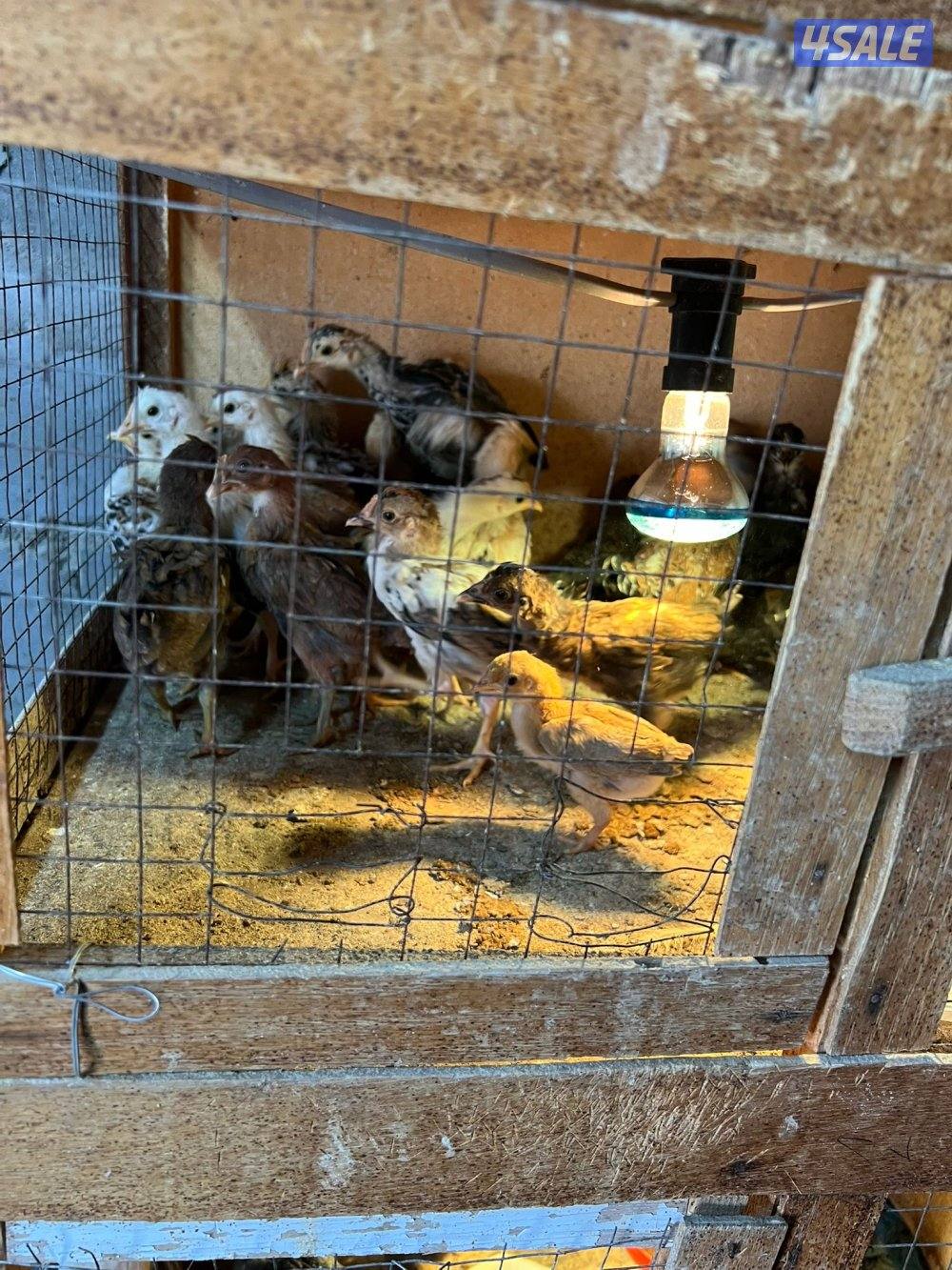 فري وصيصان عربي قديم1