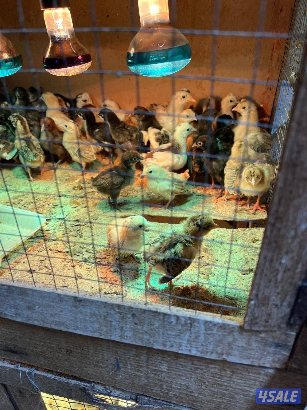 فري وصيصان عربي قديم2