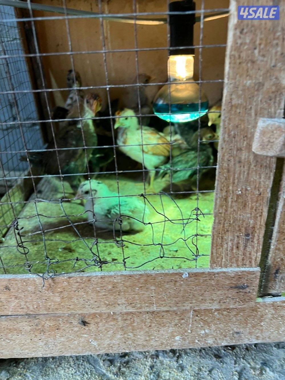 فري وصيصان عربي قديم3