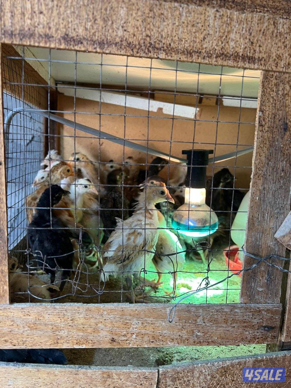 فري وصيصان عربي قديم4