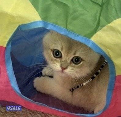 للبيع قطة برتش Ny120