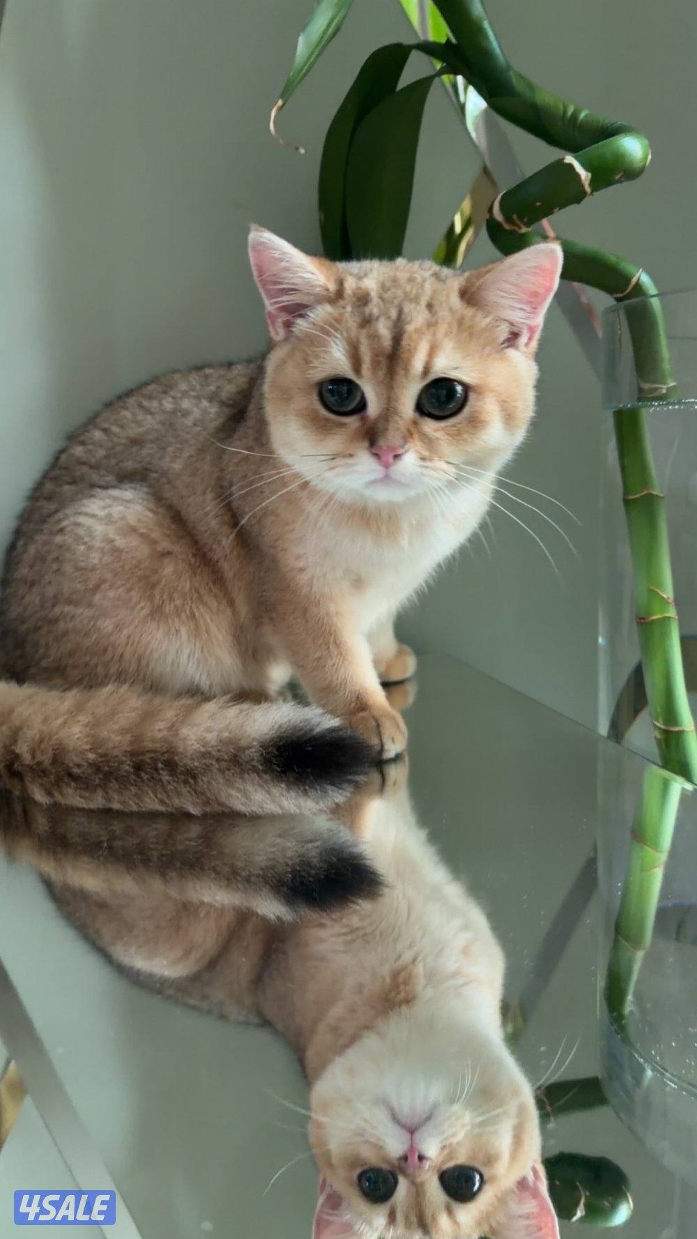 للبيع قطة برتش Ny121