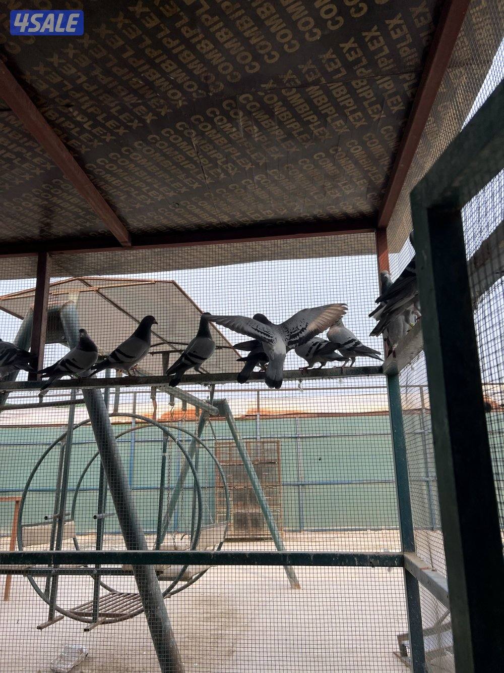 للبيع جبر زاجل4